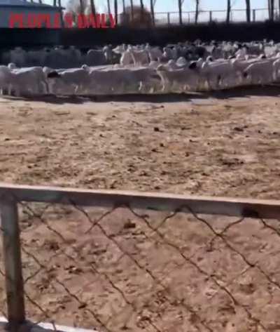 In China's Inner Mongolia Autonomous Region, a flock of sheep has been walking in succession in a circle since November 4 (12 days)