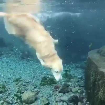 Diving doggo