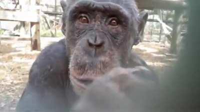 Chimpanzees React to Their Reflections in a Mirror