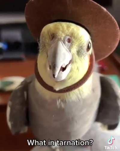 Howdy partner