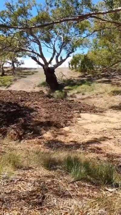 Australian dry river bed finally getting water from rain, collecting debris