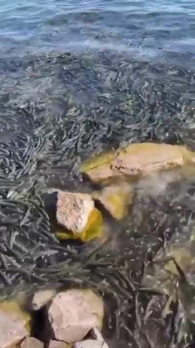 Imagine heading to the shore for a dip and seeing this mass of wriggling Mullets everywhere.