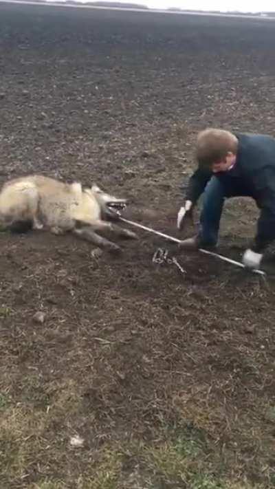 Timber wolf freed from trap.