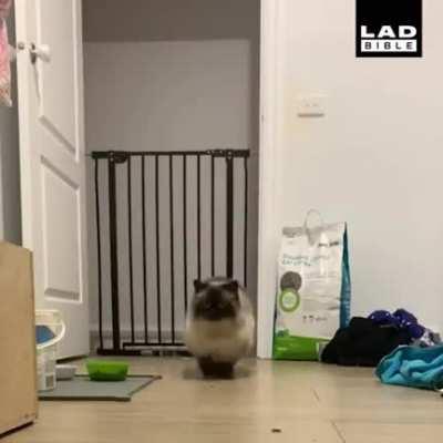 This cat's peculiar jumping style.