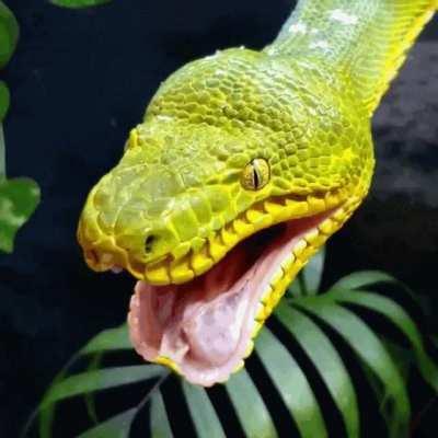 🔥 This Emerald Tree Boa has a mighty fierce looking yawn 🔥