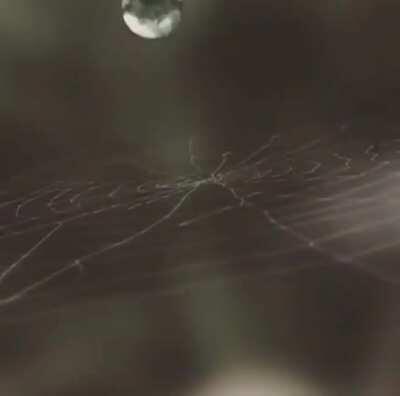 The strength of a spider web