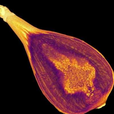 CT scan of a fig. Figs are actually flowers, and they're pollinated by wasps that climb inside, lay eggs, and then get digested by the fig. Link in comments.