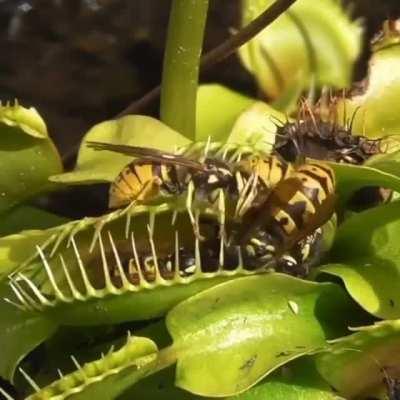 Venus fly traps in action