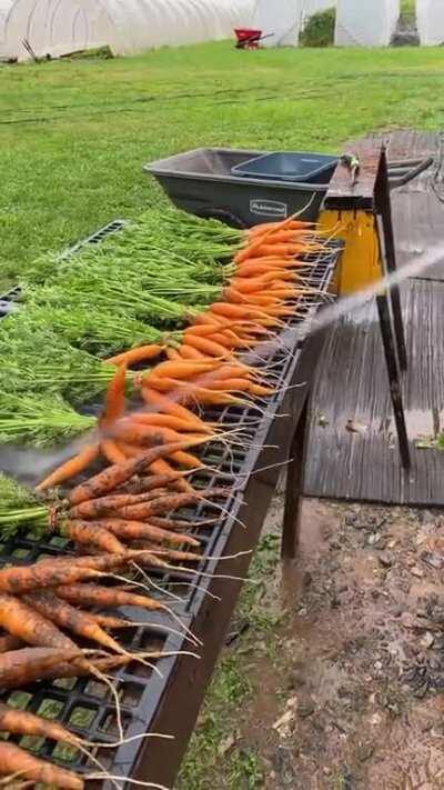 Cleaning carrots