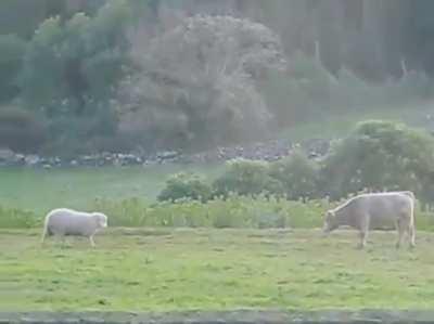 🔥 cow boop