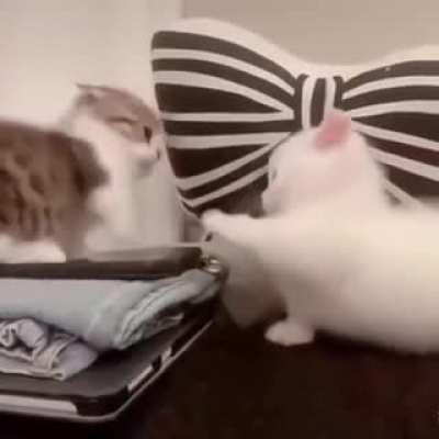 Cute Catfight