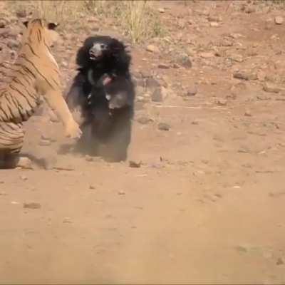 Sloth bear goes ballistic on a hungry tiger while defending her cubs