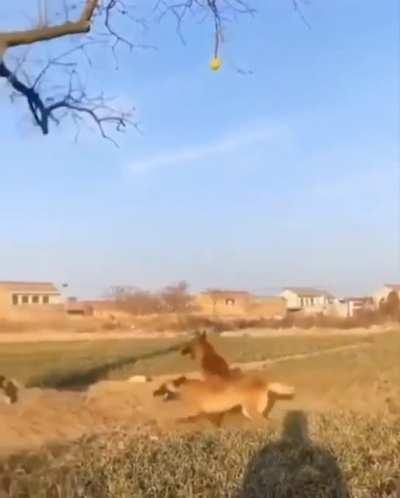 Pupper tries to catch the ball in the air