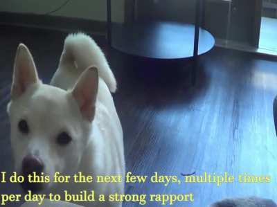 Shiba Inu Usher Recall