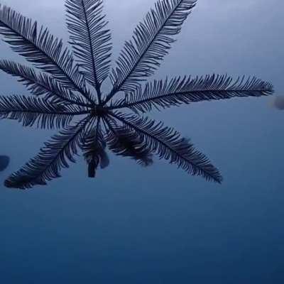 🔥 This Is A Rare Glimpse Of A Swimming Feather Star (Crinoid)