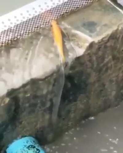 This fish climbing up a wall