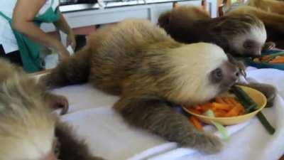 Sloth babies at a sanctuary in Costa Rica