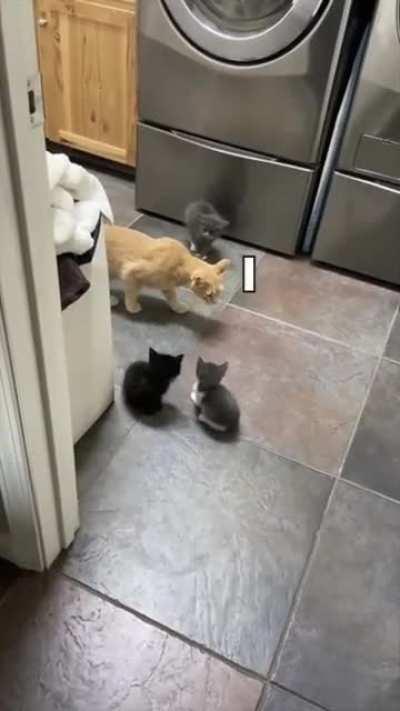 Through the Kitten Gauntlet