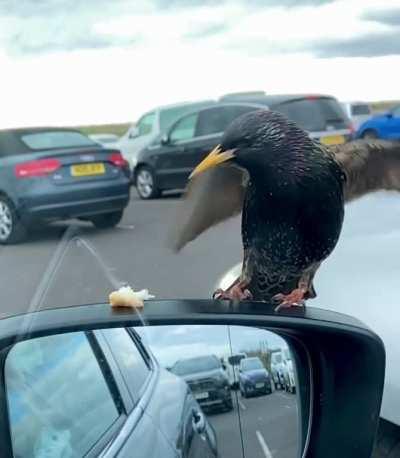 Starling in slow mo