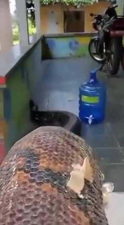 🔥 The absolute size of this monstrous Anaconda crawling onto somebodys porch.