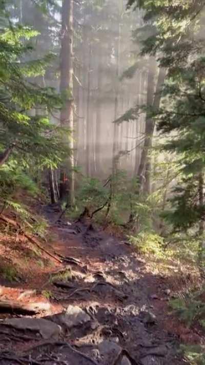 🔥 Morning rays hitting a forest 🔥