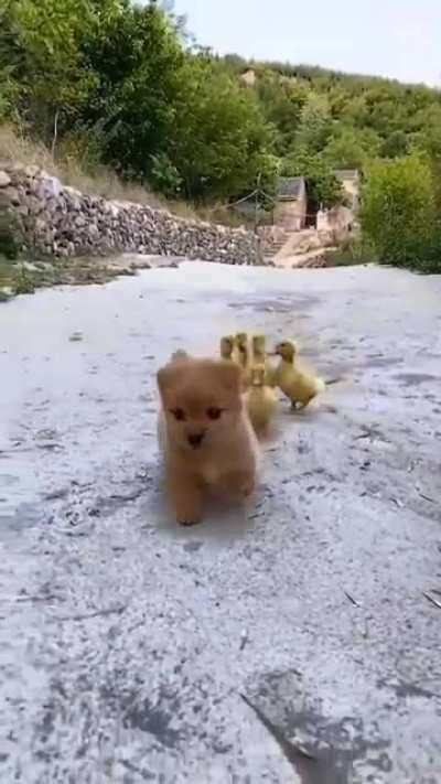 Good puppy is a natural born leader as he leads a group of ducks.