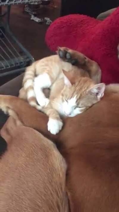 NEW FRIENDS! Dog cuddling with my cat right after we adopted him!