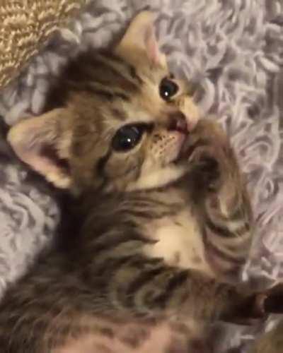 Cute kitten cleaning her to look booful