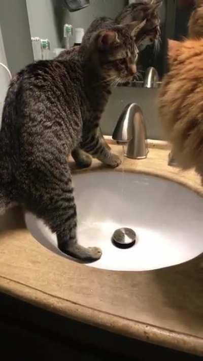 My cat does not understand the sink (pt 1)