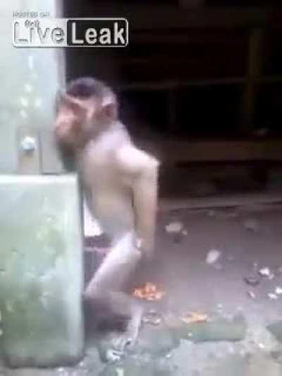 Cute lil monkey XD