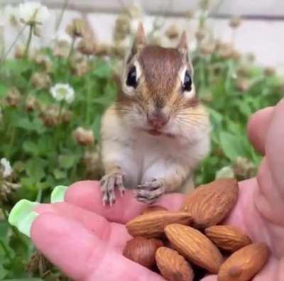 Chipmunk tries almonds for the first time❤️