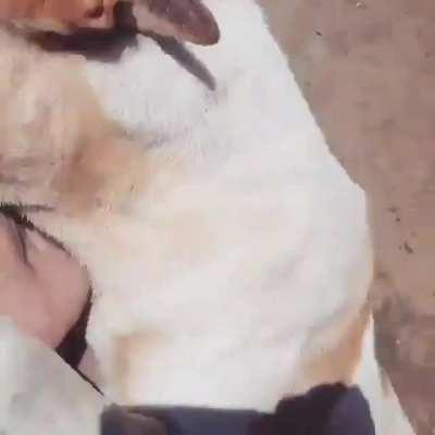 A blind dog in Egypt recognizes the voice of his old rescue shelter worker.