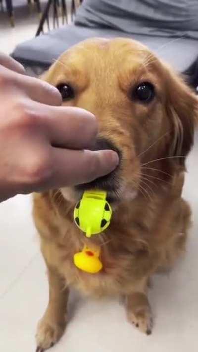 That's how a dog learns to blow a whistle