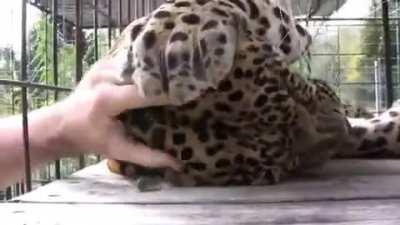 Rescued Leopard absolutely LOVES getting scritches!