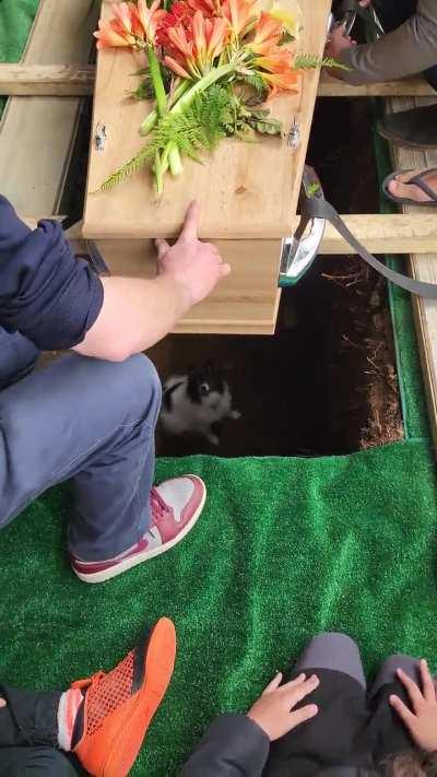 My curious dog fell in to my uncle's grave at his funeral. 