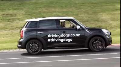 Meet Porter, the world's first driving dog.