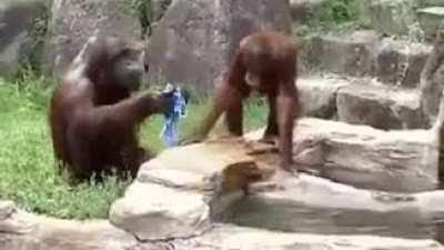 This is Dawn the orangutan. She saw zoo workers cleaning off after a shift. So Dawn stole a cloth and now she cleans off everyday too.