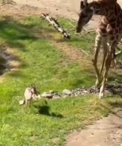 Giraffe helps remove a branch that is stuck on gazelles head.