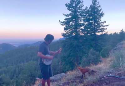 Man plays banjo for wild fox