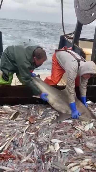 Shark has to have a little snack on his way out.