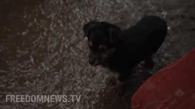 Meet Rambo, Ukrainian forces' adorable puppy.