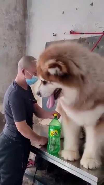 Brushing an XXXXXL good boy