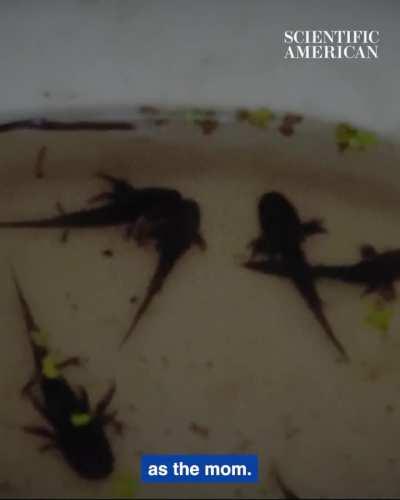 These salamanders steal genes and can have up to five extra sets of chromosomes