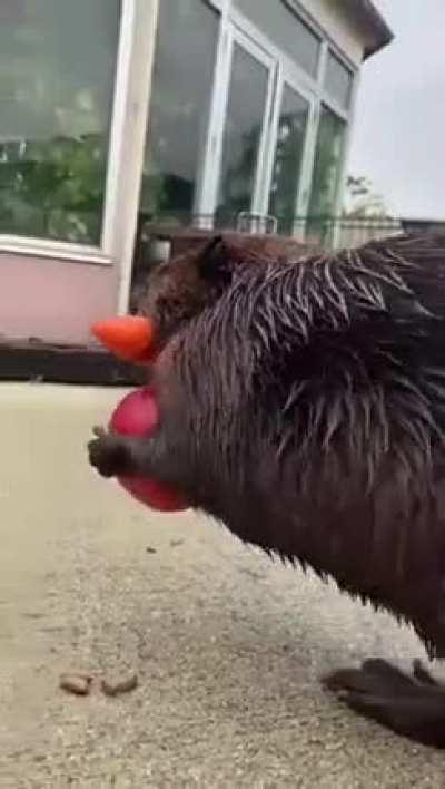 Beaver waddling off with snacks