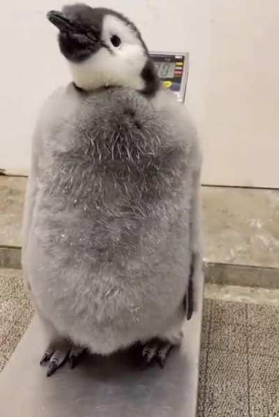 A young penguin getting weighed