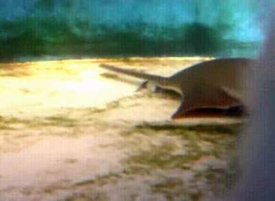 How Sawfish use their saws in different situations