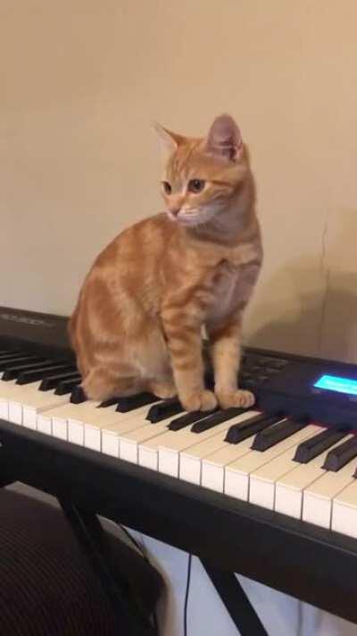 Cat plays Synthesizer