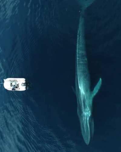 Majestic Blue Whale