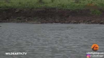 Crocodile ambushes a Cheetah