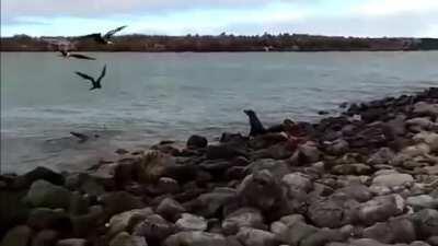 Sea Lion still alive after beign bitten in half by a shark